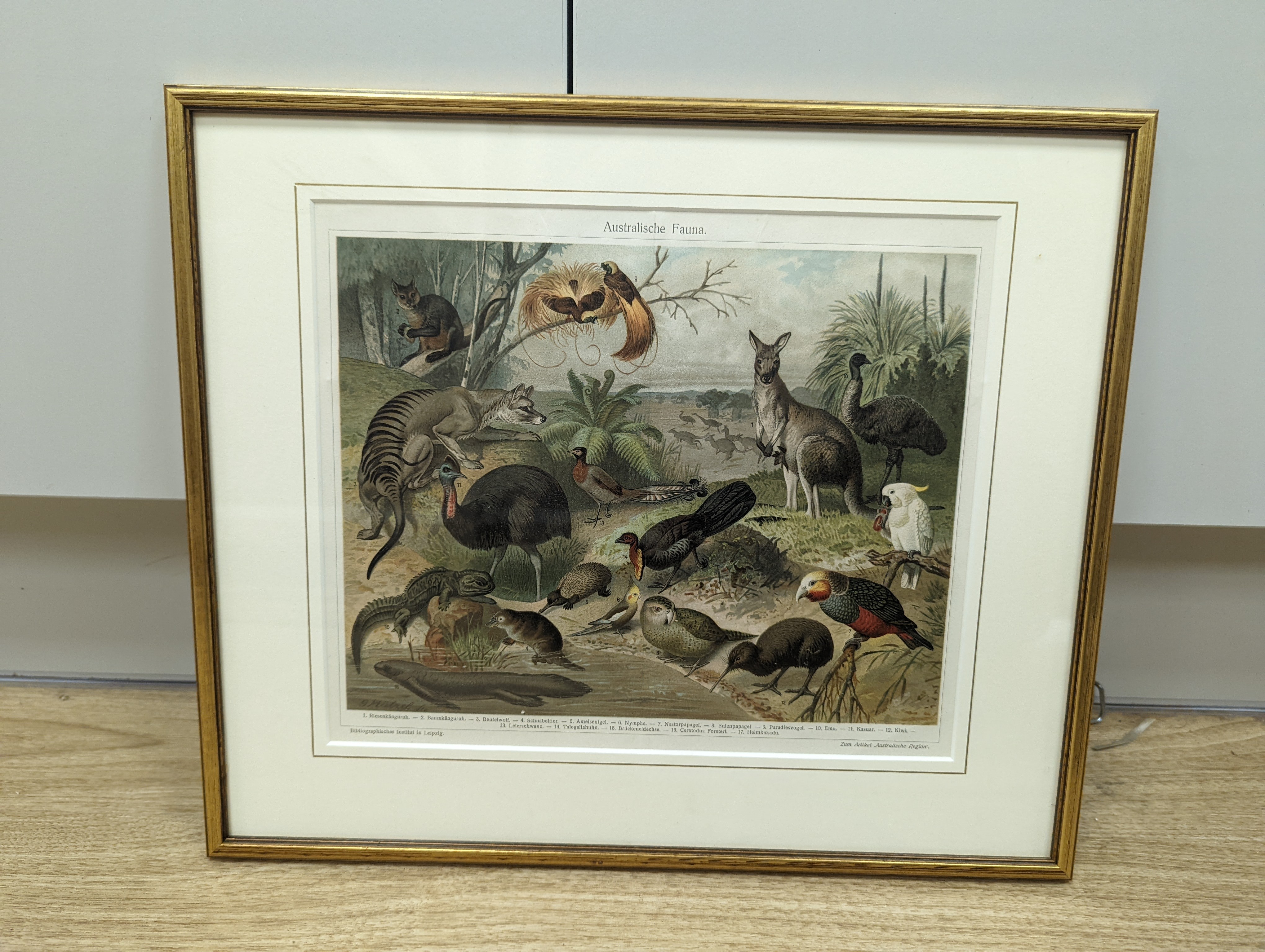 Bibliographisches Institut, Leipzig, sixteen assorted chromolithographs, Illustrations of orchids, fungi and other flora and fauna, 22 x 29cm